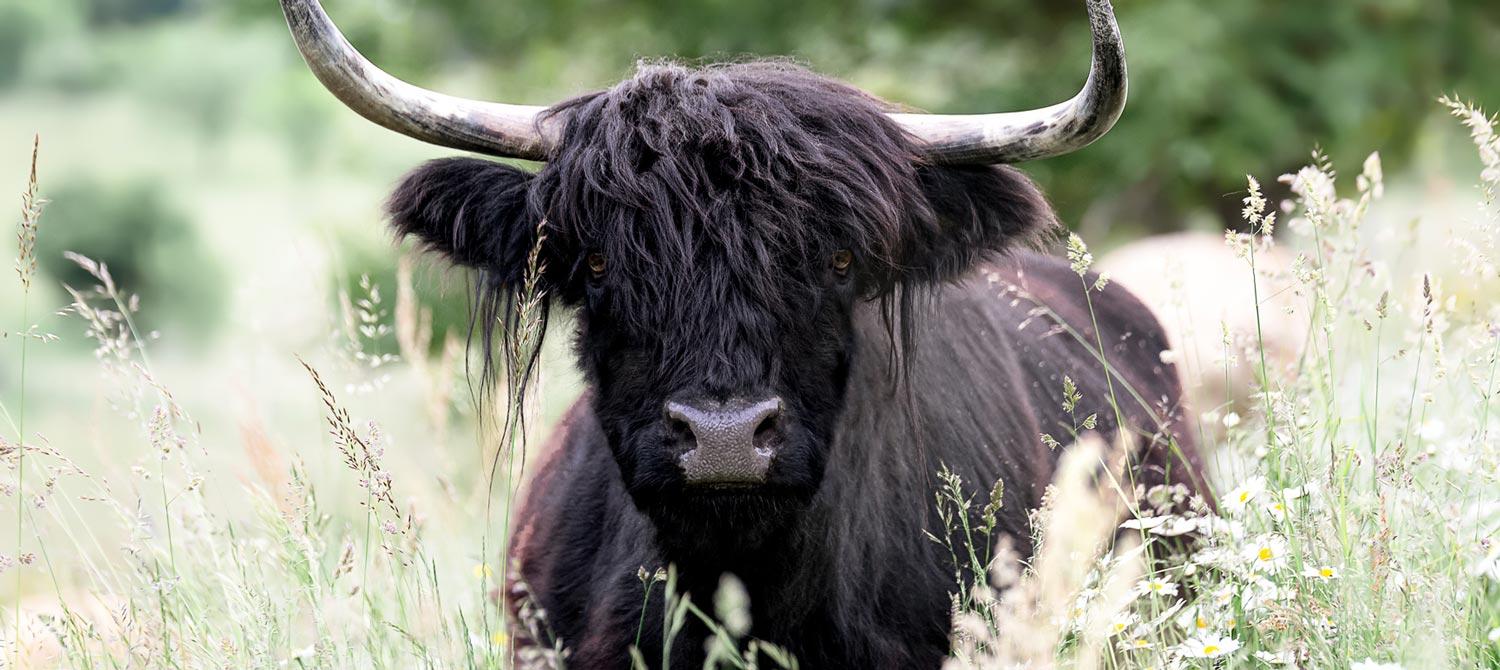 Verband Deutscher Highland-Cattle Züchter und Halter e.V.
